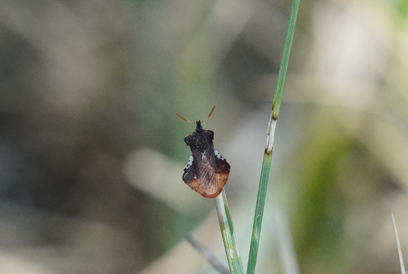 Reduvidae: Phymata crassipes